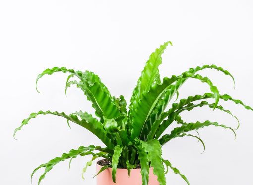 Give Your Home a Fresh Look with These 10 Easy-to-Care-For Houseplants