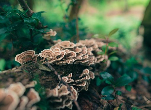 Step Into The Future Of Sustainable Fashion With Mushroom Leather