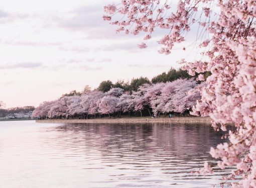 From Paintings to Photography: Meet the 5 Artists Who Bring D.C.’s Cherry Blossoms to Life