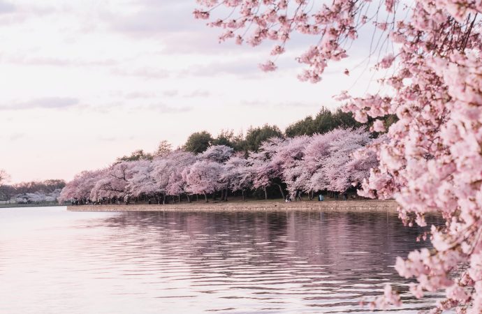 Meditation Techniques for Beginners: Calming Your Mind in a Hectic World