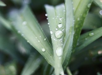 Why Aloe Vera is a Game-Changer for Sensitive Skin