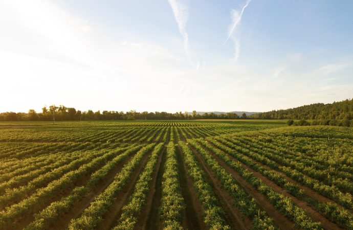 Planting Seeds for Success: The Role of Education and Training in Preparing for the Future of Agriculture Jobs