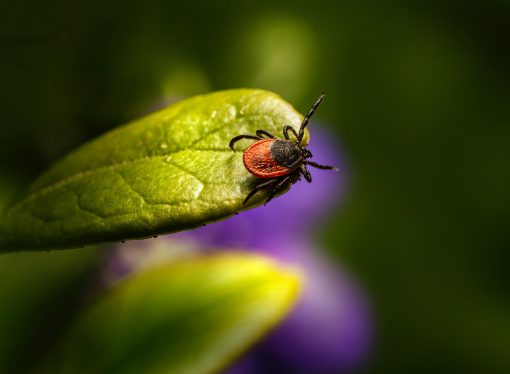 The Alarming Increase of Tick-Borne Diseases: What You Need to Know