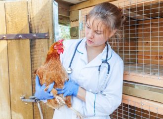 Why the U.S. Government is Urging Poultry Farmers to Consider Vaccination