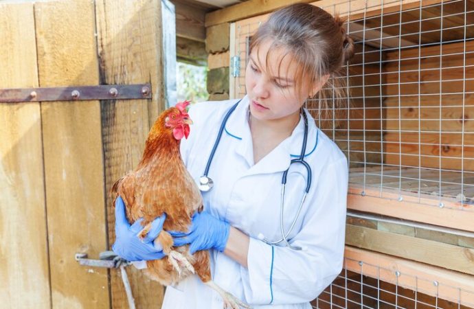 Why the U.S. Government is Urging Poultry Farmers to Consider Vaccination