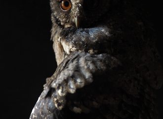 Different Types of Owls and Their Unique Characteristics