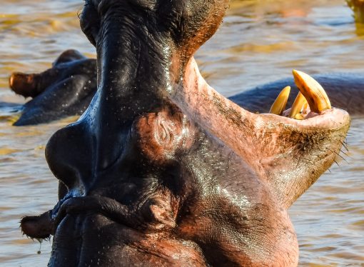 Hippos vs. Crocodiles Epic Battle for Dominance in African Rivers