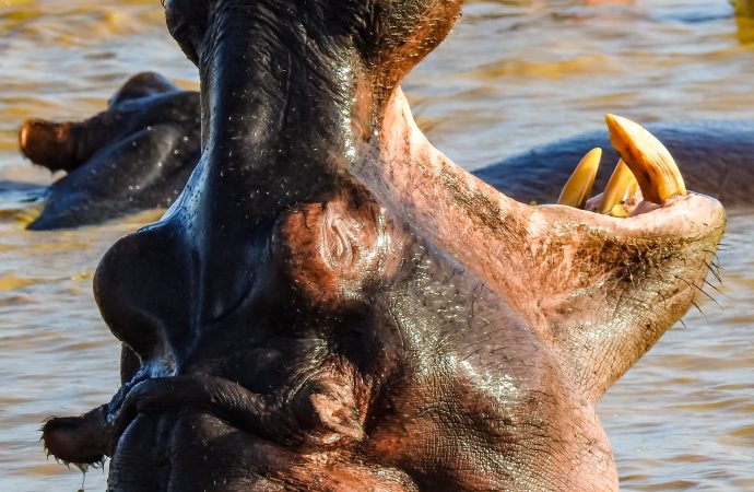 Hippos vs. Crocodiles Epic Battle for Dominance in African Rivers