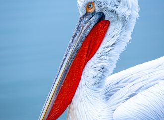 Pelican Birds Symbol of Grace and Strength in the Animal Kingdom