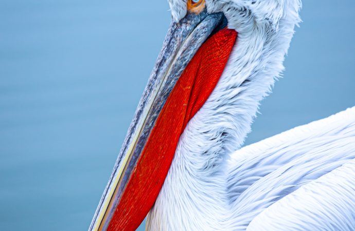 Pelican Birds Symbol of Grace and Strength in the Animal Kingdom