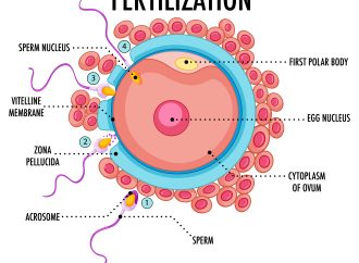 Unveiling Male Reproductive Health Secrets