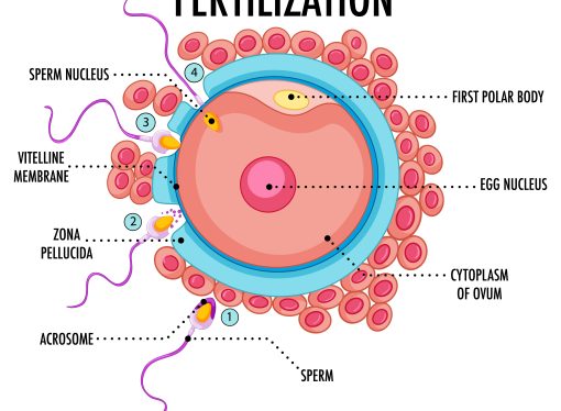 Unveiling Male Reproductive Health Secrets