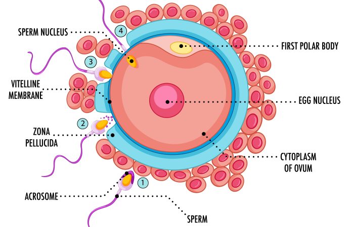 Unveiling Male Reproductive Health Secrets