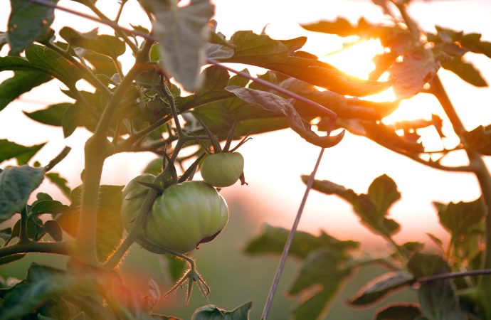 Fading Nutrients: The Shocking Decline in the Nutrient Quality of Our Produce