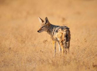 Surprising Benefits of Coexisting with Jackals in Urban Environments