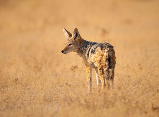 Surprising Benefits of Coexisting with Jackals in Urban Environments