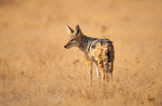 Surprising Benefits of Coexisting with Jackals in Urban Environments