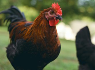 Surprising Benefits of Keeping Backyard Chickens