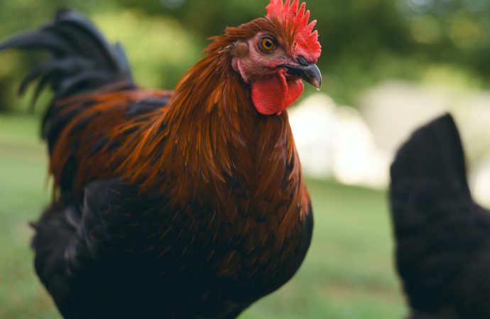 Surprising Benefits of Keeping Backyard Chickens