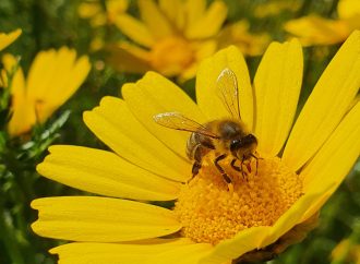 Why We Need to Protect Our Bees from Pesticides and Other Threats