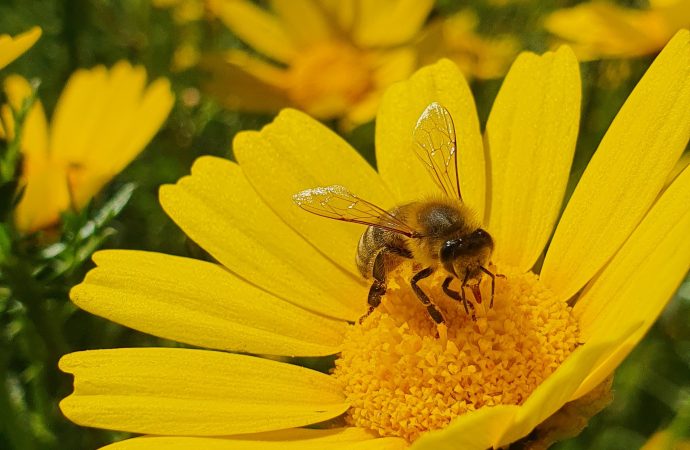 Why We Need to Protect Our Bees from Pesticides and Other Threats