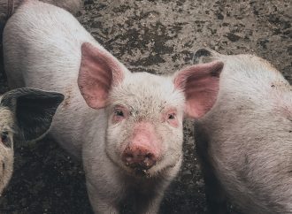 Surprising Facts You Didn’t Know About Pigs