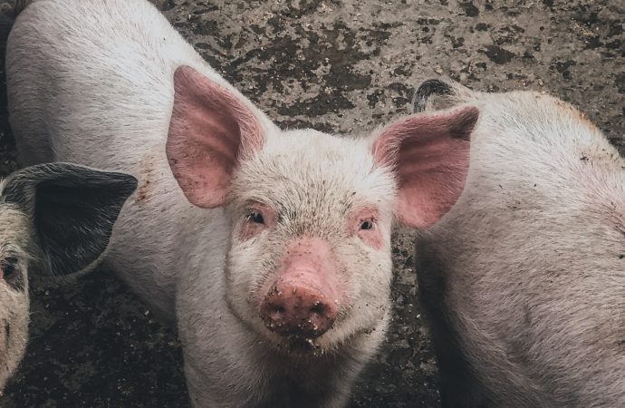 Surprising Facts You Didn’t Know About Pigs