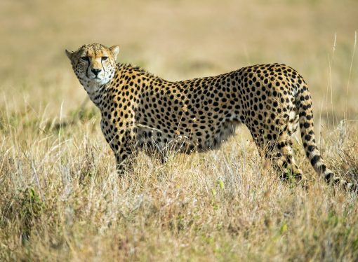 The best African safaris and wildlife encounters