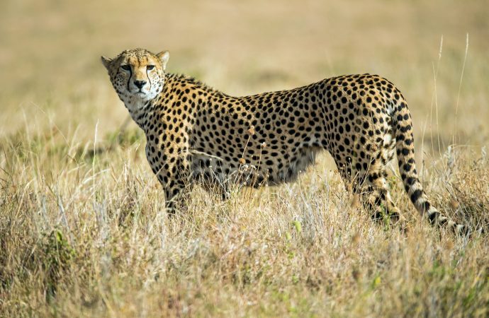 The best African safaris and wildlife encounters