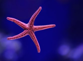 Beauty and Diversity of Starfish