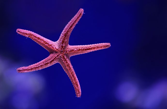 Beauty and Diversity of Starfish