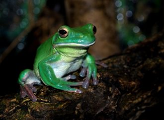 Fascinating Life Cycle of a Frog