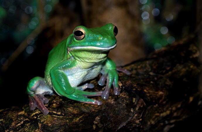 Fascinating Life Cycle of a Frog