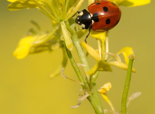 Closer Look at the Anatomy of a Ladybug