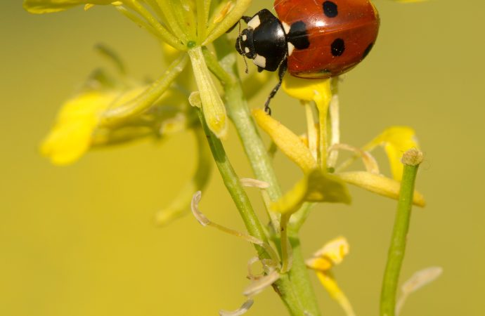 Closer Look at the Anatomy of a Ladybug