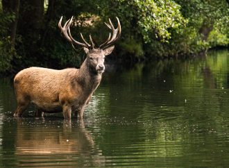 Stag Hunting Controversy, Ethics, and Conservation Efforts