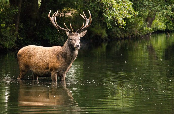 Stag Hunting Controversy, Ethics, and Conservation Efforts