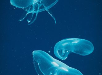 The Dangers and Beauty of Jellyfish A Look at Their Stinging Mechanisms