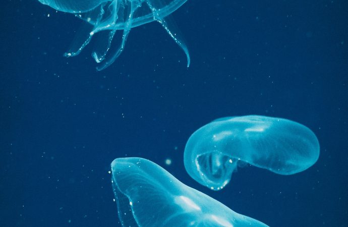 The Dangers and Beauty of Jellyfish A Look at Their Stinging Mechanisms