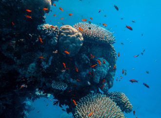 Understanding the Life Cycle of Coral