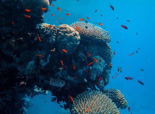 Understanding the Life Cycle of Coral