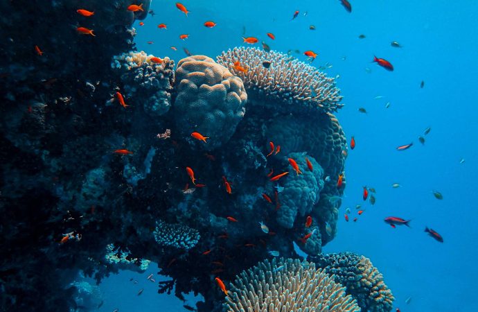 Understanding the Life Cycle of Coral