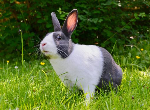 Mistakes Rabbit Owners Make and How to Avoid Them