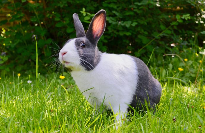 Mistakes Rabbit Owners Make and How to Avoid Them