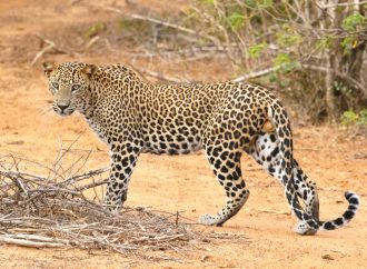 Secrets of Leopard Behavior in the Wild