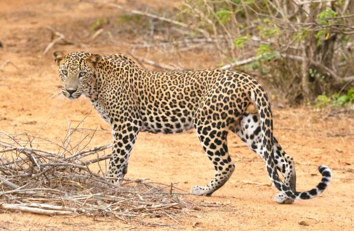 Secrets of Leopard Behavior in the Wild