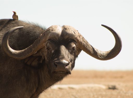 Saving the Buffalo Efforts to Preserve this Endangered Species