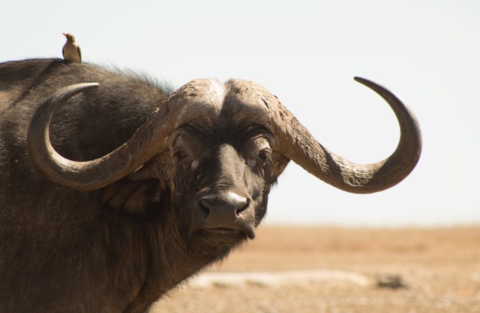 Saving the Buffalo Efforts to Preserve this Endangered Species