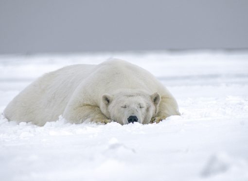 From White Fur to Giant Paws The Anatomy of a Snow Bear