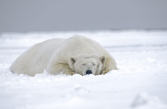 From White Fur to Giant Paws The Anatomy of a Snow Bear